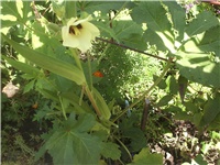 62cbf51a-Picture 002.jpg